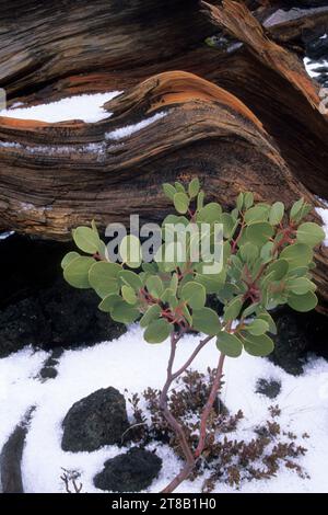 Manzanita by log in snow along Lava Cast Forest Trail, Newberry National Volcanic Monument, Oregon Stock Photo