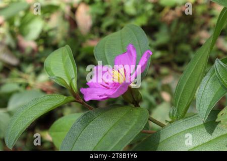 Side view of a bloomed purple colored Malabar melastome flower (Melastoma Malabathricum) facing up, this plant also known as the Bovitiya plant in Sri Stock Photo