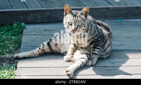 tabby cat slouch sitting, looking at camera Stock Photo