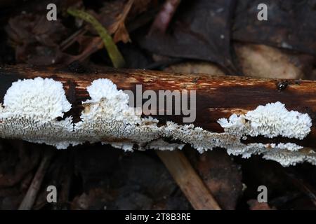 Ceriporia reticulata, a crust fungus from Finland, no common English name Stock Photo