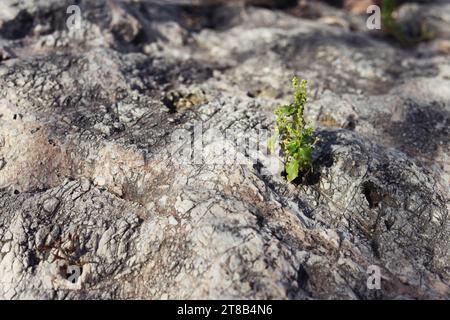 green flower in the crack of an old stone slab -the concept of rebirth Stock Photo