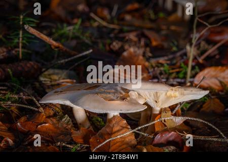 close up of mushrooms in the wood Stock Photo