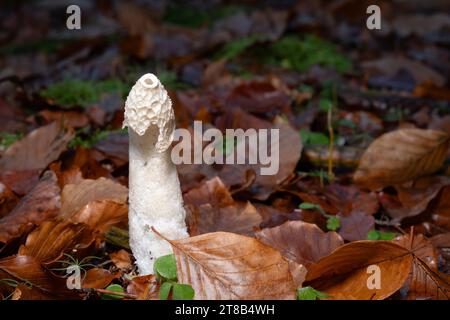 close up of a common stinkhorn Stock Photo