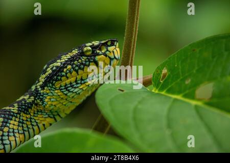 Wagler's viper snake in the wild Stock Photo