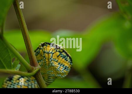 Wagler's viper snake in the wild Stock Photo