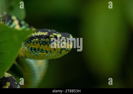 Wagler's viper snake in the wild Stock Photo