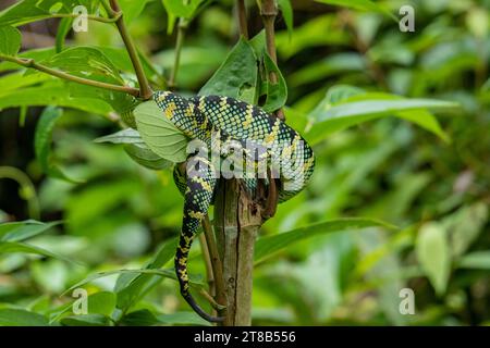 Wagler's viper snake in the wild Stock Photo