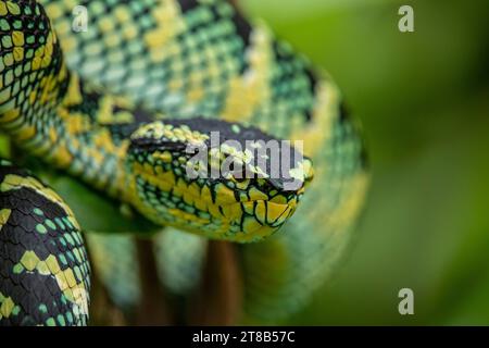 Wagler's viper snake in the wild Stock Photo