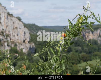 Homegrown cherry tomatoes on vines, garden in the Lot region in summer, France Stock Photo