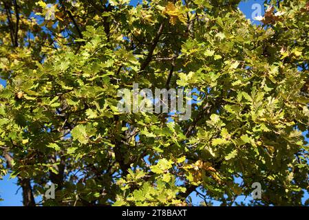 feuilles de Chêne du Portugal (Quercus faginea) eclairées par un soleil d'automne dans les collines de provence Stock Photo