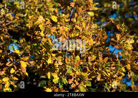 feuilles de Chêne du Portugal (Quercus faginea) eclairées par un soleil d'automne dans les collines de provence Stock Photo