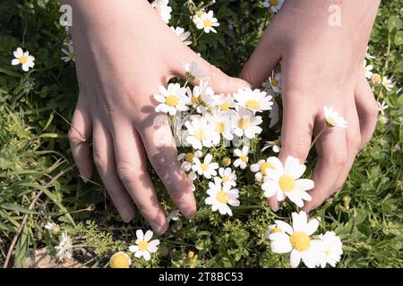 the child wants to pick a bouquet of daisies from a meadow of flowers Stock Photo