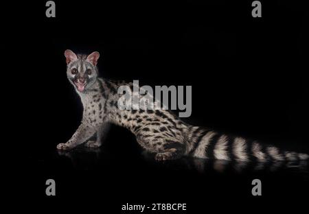 Common genet in front of white background Stock Photo - Alamy