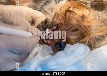 Veterinary dentistry. Close up of dentist surgeon veterinarian treats the teeth of a Yorkshire terrier dog under anesthesia on the operating table in Stock Photo