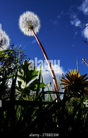 Bug's eye view of a single Dandelion (Taraxacum officinale) head covered in seeds against a blue sky background on a sunny day. Stock Photo