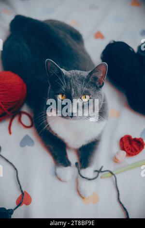 A cute gray fluffy cat lies on a white sheet with a pattern of hearts near skeins of yarn and balls of wool. A knitting set and a cozy hobby. A pet. Stock Photo