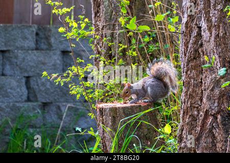 Squirrel Sitting on Tree Stump Eating in Backyard Sunshine Stock Photo
