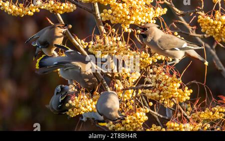 Bohemian waxwings stripping a rowan tree of yellow berries in a feeding frenzy Stock Photo