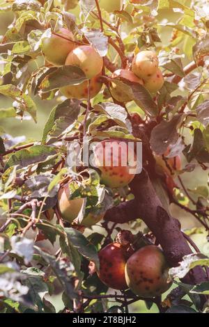 Rotten organic apples on tree in orchard, selective focus Stock Photo