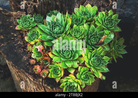 Common houseleek or sempervivum tectorum is also known as healing blade, high angle view Stock Photo