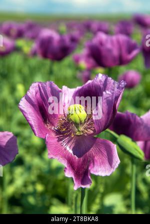 Flowering opium poppy field, in Latin papaver somniferum, dark purple colored poppy is grown in Czech Republic for food industry Stock Photo
