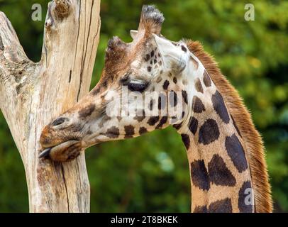 giraffe head on green background and tree trunk Stock Photo