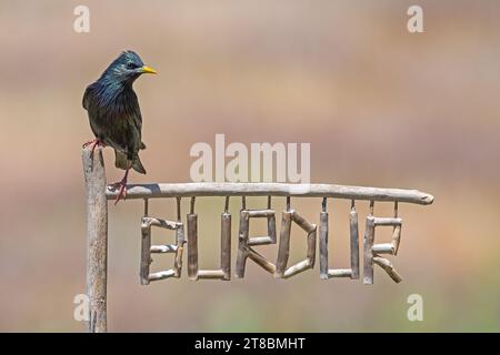 A starling (Sturnus vulgaris) perched on a Burdur sign, a province in Turkey. Stock Photo