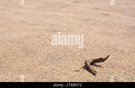 Sand background on the surface lies a piece of a dead dry tree branch. The concept of global warming and extinction of wildlife. Place for text. Stock Photo