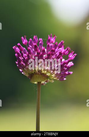 Single head of Allium hollandicum, also called purple sensation, against a natural green background Stock Photo
