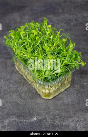 Micro-green peas in a plastic box on a gray background. Healthy healthy nutrition concept. Stock Photo