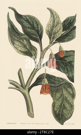 Scopolia carniolica 'Scopolia' - Original hand-coloured engraving, Curtis's Botanical Magazine Stock Photo