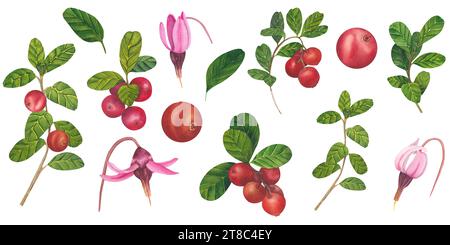 Red lingonberry. Set of Cranberry. Hand drawn Watercolor Illustration of forest wild plants with flowers. Isolated objects on white background for Stock Photo