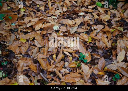 Brown leaves on floor in autumn Stock Photo