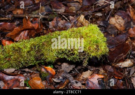 Small tree trunk covered in moss. Quebec,Canada Stock Photo