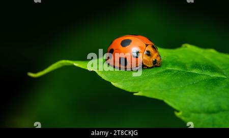 Red Ladybugs on green leaf and nature blurred background. Stock Photo