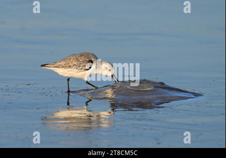 Sanderling (Calidris alba) feeding on dead jellyfish at the ocean coast, Galveston, Texas, USA. Stock Photo