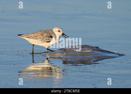 Sanderling (Calidris alba) feeding on dead jellyfish at the ocean coast, Galveston, Texas, USA. Stock Photo