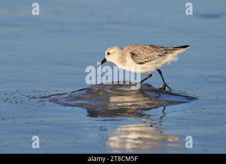 Sanderling (Calidris alba) feeding on dead jellyfish at the ocean coast, Galveston, Texas, USA. Stock Photo