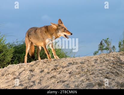 Coyote (Canis latrans) on sand dune at sunset, Galveston, Texas, USA. This coyote population is believed to have genes of red wolf (Canis rufus). Stock Photo