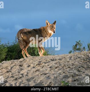 Coyote (Canis latrans) on sand dune at sunset, Galveston, Texas, USA. This coyote population is believed to have genes of red wolf (Canis rufus). Stock Photo