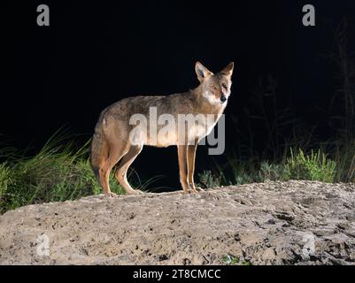 Coyote (Canis latrans) on sand dune at night, Galveston, Texas, USA. This coyote population is believed to have genes of red wolf (Canis rufus). Stock Photo