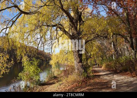 Forest path with willow trees in fall beside a river Stock Photo