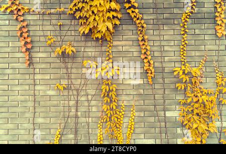 ivy leaves on gray brick background Stock Photo