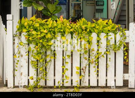 Devils ivy decorated on white wooden fence Stock Photo