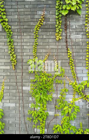 ivy leaves on gray brick background Stock Photo