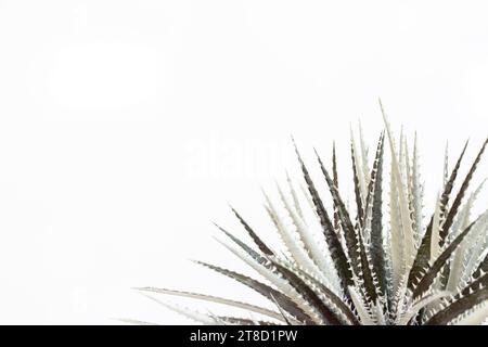 Black leaves of Dyckia plant on white background with copy space Stock Photo