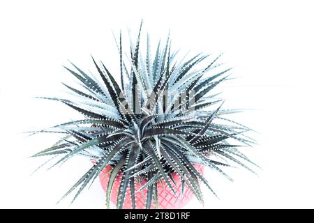 Dyckia hybrid, Bromeliad plant on white isolated background Stock Photo