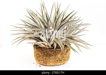 Dyckia root bound plant isolated on white background Stock Photo