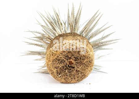 Closeup of a roots system of dyckia bromeliad plants isolated on white background Stock Photo