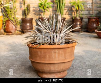 Dyckia sawblade plant in large clay pot Stock Photo